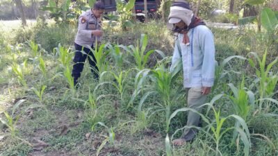 Polsek Krian Cek Pertumbuhan Jagung di Desa Junwangi, Sukseskan Swasembada Pangan