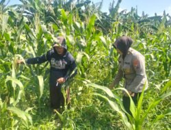Polsek Gedangan Jadikan Tanaman Jagung, Unggulan Swasembada Pangan Desa Punggul