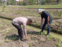Polsek Wonoayu Cek Perkembangan Jagung di Desa Popoh, Wujudkan Swasembada Pangan