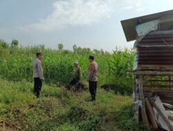 Polsek Porong Patroli Ketahanan Pangan di Desa Kesambi