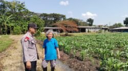Polsek Taman Optimalkan Ketahanan Pangan Tanaman Jagung