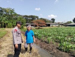 Polsek Taman Optimalkan Ketahanan Pangan Tanaman Jagung