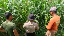 Polsek Balongbendo Dukung Swasembada Pangan, Optimalkan Perkembangan Tanaman Jagung Hibrida