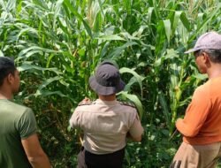 Polsek Balongbendo Dukung Swasembada Pangan, Optimalkan Perkembangan Tanaman Jagung Hibrida