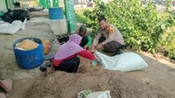 Dukung Ketahanan Pangan, Polsek Sidoarjo Kota Dampingi Petani Rawat Jagung