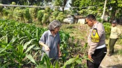 Polsek Taman Masifkan Patroli Ketahanan Pangan, Motivasi Petani Jagung