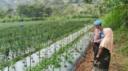 Inspiratif, Begini Cara Polsek Nongkojajar Dukung Ketahanan Pangan