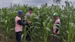 Wujudkan Swasembada Pangan, Polsek Sidoarjo Kota Dampingi Petani Jagung