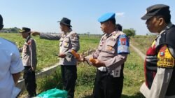 Polresta Sidoarjo Dorong Swasembada Pangan, Berhasil Panen Raya Jagung Hibrida di Porong