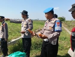 Polresta Sidoarjo Dorong Swasembada Pangan, Berhasil Panen Raya Jagung Hibrida di Porong