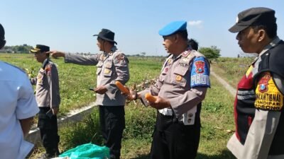 Polresta Sidoarjo Dorong Swasembada Pangan, Berhasil Panen Raya Jagung Hibrida di Porong
