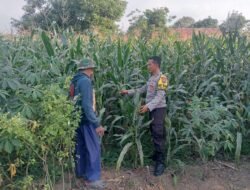 Bhabinkamtibmas Polsek Pasrepan Pantau Tanaman Jagung, Dukung Asta Cita Presiden di Bidang Ketahanan Pangan