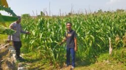 Polsek Prambon Pantau Tanaman Jagung Dukung Program Ketahanan Pangan