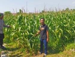 Polsek Prambon Pantau Tanaman Jagung Dukung Program Ketahanan Pangan