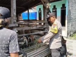 Pantauan Bhabinkamtibmas, Budidaya Kambing di Kauman Tunjukkan Perkembangan Positif