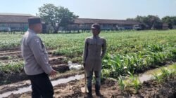 Polsek Prambon Terus Dampingi Petani, Optimalkan Lahan Jagung Dukung Ketahanan Pangan