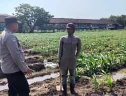 Polsek Prambon Terus Dampingi Petani, Optimalkan Lahan Jagung Dukung Ketahanan Pangan