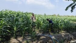 Polsek Krembung Perkuat Ketahanan Pangan, Rawat Lahan Jagung Program P2B di Desa Lemujut