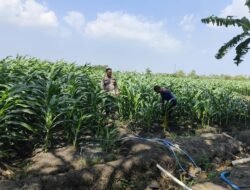 Polsek Krembung Perkuat Ketahanan Pangan, Rawat Lahan Jagung Program P2B di Desa Lemujut