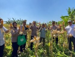 Panen Raya Jagung di Punggul, Polsek Gedangan Perkuat Swasembada Pangan