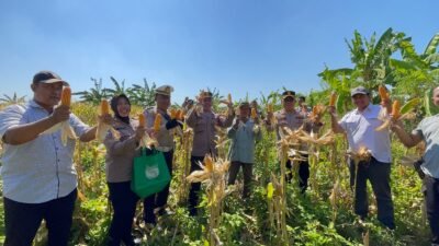 Panen Raya Jagung di Punggul, Polsek Gedangan Perkuat Swasembada Pangan