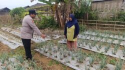 Bhabinkamtibmas Nongkojajar Pantau Tanaman Bawang Merah, Dukung Ketahanan Pangan Nasional