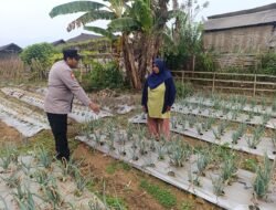 Bhabinkamtibmas Nongkojajar Pantau Tanaman Bawang Merah, Dukung Ketahanan Pangan Nasional