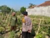 Polsek Balongbendo Masif Dampingi Warga Kelola P2L, Dukung Ketahanan Pangan