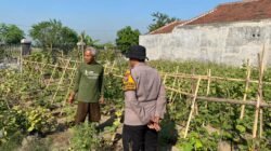 Polsek Balongbendo Masif Dampingi Warga Kelola P2L, Dukung Ketahanan Pangan