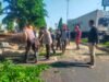 Polisi Bantu Evakuasi Pohon Tumbang di Jalan Raya Tebel Gedangan