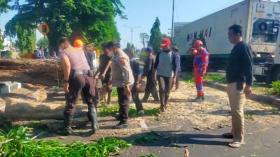 Polisi Bantu Evakuasi Pohon Tumbang di Jalan Raya Tebel Gedangan