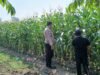 Dukung Swasembada Pangan, Polsek Krembung Dampingi Petani Jagung di Desa Lemujut