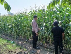 Dukung Swasembada Pangan, Polsek Krembung Dampingi Petani Jagung di Desa Lemujut