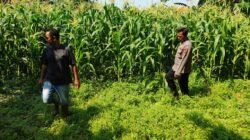 Polsek Tanggulangin Dukung Ketahanan Pangan, Upayakan Keluhan Petani di Desa Randegan