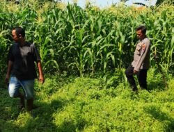 Polsek Tanggulangin Dukung Ketahanan Pangan, Upayakan Keluhan Petani di Desa Randegan
