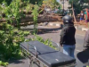 Pohon Besar Tumbang di Jalan Raya Tebel, Tiga Pengendara Terluka, Arus Sidoarjo-Surabaya Sempat Lumpuh Total