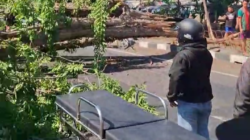 Pohon Besar Tumbang di Jalan Raya Tebel, Tiga Pengendara Terluka, Arus Sidoarjo-Surabaya Sempat Lumpuh Total