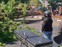 Pohon Besar Tumbang di Jalan Raya Tebel, Tiga Pengendara Terluka, Arus Sidoarjo-Surabaya Sempat Lumpuh Total